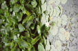 imm026_27A